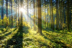Investing sustainably in the forest and timber industry